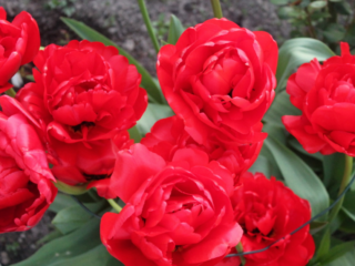 Tulipan Miranda: foto og beskrivelse, plantning og pleje, anmeldelser