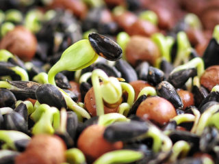 Saulespuķu mikrostrādi: ieguvumi un kaitējums, kā dīgt pārtikai