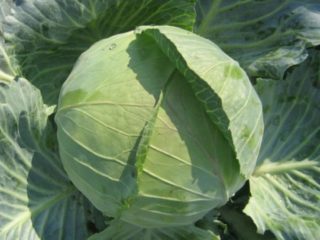 Cabbage Brigadier F1: penerangan, penanaman dan penjagaan, ulasan