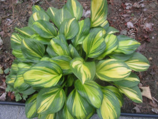 Hosta Rainforest Sunrise: penerangan + foto