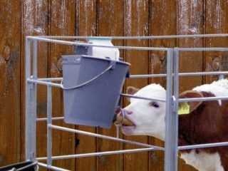 Teļu kolostrālā imunitāte