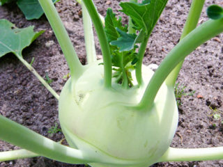 Kolrābjas kāposti: audzēšana ārpus telpām ar stādiem un sēklām