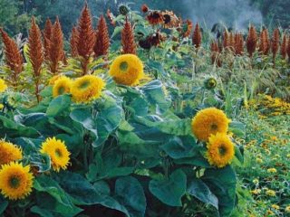 Sunflower Bear cub: foto, kapan hendak menanam, menanam dan merawat