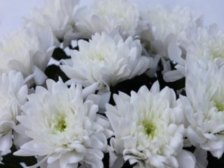 Chrysanthemum Baltika: foto, plantning og pleje, reproduktion