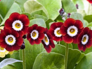 Primula ear: พันธุ์และสายพันธุ์พร้อมรูปถ่าย