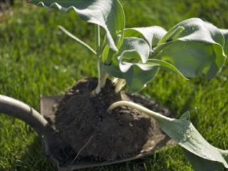 Vai ir iespējams tulpes pārstādīt pavasarī pirms ziedēšanas