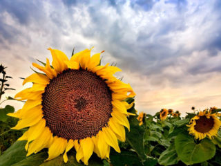 Kā stādīt saulespuķes no sēklām valstī