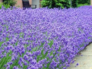 Šaurlapu lavanda: foto un apraksts, šķirnes, atsauksmes
