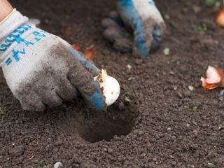 Tulppaanit: milloin ja miten sipulit istutetaan keväällä