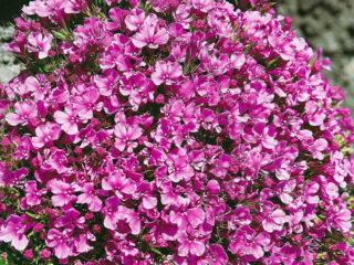 Lobelia Riviera: ภาพถ่ายและคำอธิบายของพันธุ์ที่มีดอกไม้สีชมพูสีฟ้าสีฟ้าสีขาว