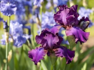Hvornår og hvordan man planter iris udendørs om foråret