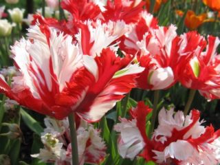 Papukaija tulppaani: kuva, kuvaus, parhaat lajikkeet
