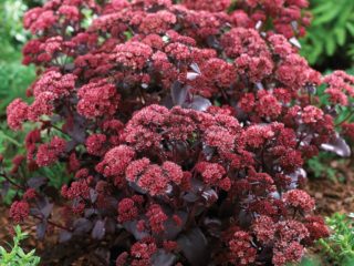 Sedum ที่โดดเด่น: ภาพถ่ายการปลูกและการดูแลในทุ่งโล่งการสืบพันธุ์