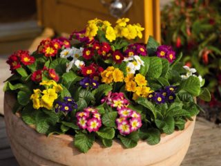 Vilka blommor att plantera i januari för plantor