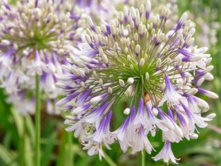 Agapanthus: stādīšana un kopšana atklātā laukā