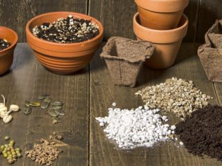 Perlit eller vermikulitt: som er bedre for planter