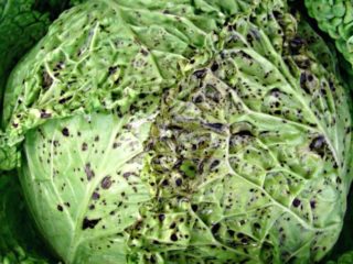 Kāpostu slimības atklātā laukā un cīņa ar tiem