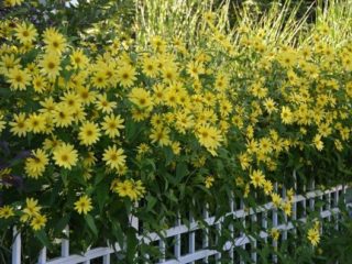 Ornamental solsikke: hvornår man skal plante, hvordan man dyrker