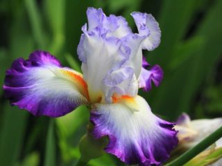 Hvordan og hvornår iris blomstrer: timing, periode og træk ved blomstringen