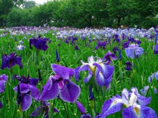 Plantning af iris om sommeren i jorden