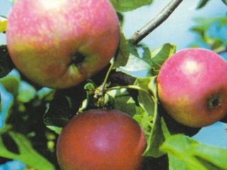 Ābele Krasa Sverdlovsk: apraksts, fotogrāfijas, apputeksnētāji un atsauksmes