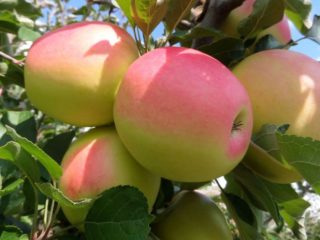 Apple Tree North synap: beskrivelse, stell, bilder, holdekvalitet og anmeldelser