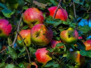 Ābele Bessemyanka Michurinskaya: šķirnes apraksts, kopšana, fotogrāfijas un atsauksmes