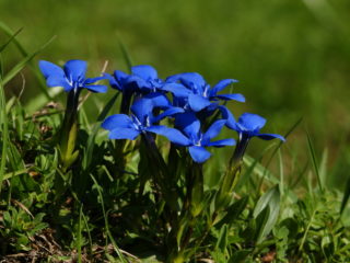 Kevään gentian: kuva ja kuvaus