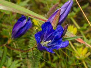 Keuhkojen gentian: kuva ja kuvaus