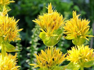 Kuning Gentian: foto dan keterangan, aplikasi