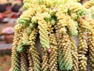 Sedum Morgana (Monkey Tail): ภาพถ่ายการปลูกและการดูแลรักษา
