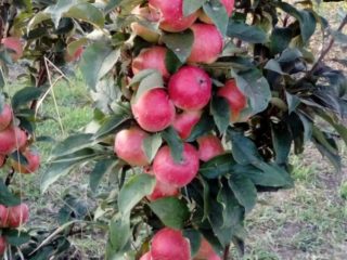 Columnar apple Vasyugan: beskrivelse, pollinatorer, bilder og anmeldelser