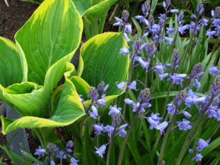 Hosta dzeltens: šķirnes un veidi, foto