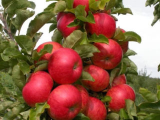 Kolonnas formas ābele Dzintara kaklarota: apraksts, apputeksnētāji, fotogrāfijas un atsauksmes