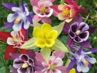 Hvornår og hvordan man planter aquilegia frø derhjemme