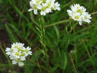 Cegukan rumput berwarna kelabu-hijau (kelabu): foto, ciri, sifat perubatan dan aplikasi