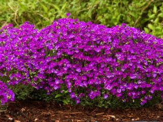 Iš sėklų išaugantis nekaltumas (aubretia): kada sodinti daigus