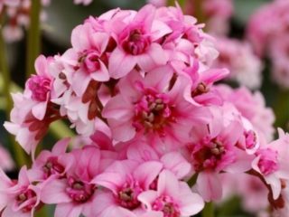 Badan-hybridi Sudenkorento Sakura (Dragonfly Sakura): kuva, lajin kuvaus, istutus ja hoito