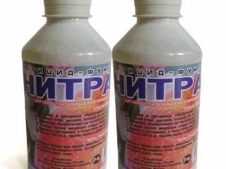 Cara menggunakan Nitrofen pada musim bunga, musim luruh untuk menyemburkan kebun, kapan harus diproses