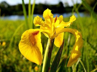 Sumpiris: gul, blå, calamus, foto af blomster