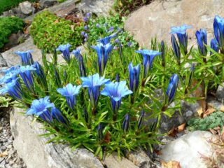 Kasvava dahurian gentian Nikita siemenistä + valokuva