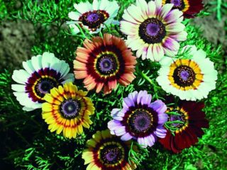 Gada krizantēmas: apraksts, stādīšana un kopšana, foto