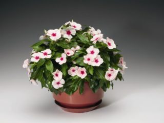 Iekštelpu periwinkle: kopšana un audzēšana podos, foto