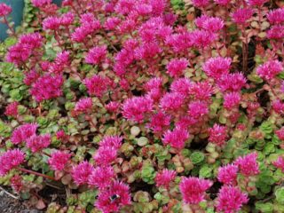 Sedum false: ภาพถ่ายการปลูกและการดูแลพันธุ์