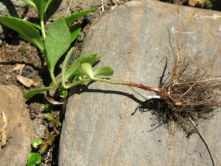 วิธีการขยายพันธุ์ Sedum: การปักชำเมล็ดและการแบ่งเหง้า
