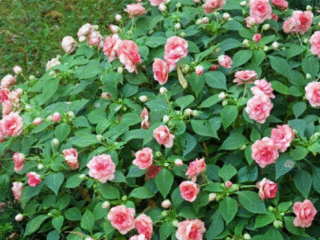 Havebalsam: plantning og pleje, foto af gadeblomster i en blomsterbed