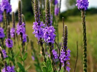 Daugiametė verbena: sodinimas ir priežiūra, gėlių nuotrauka sode ir gėlyne