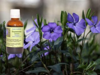 Herb Periwinkle: lääkinnälliset ominaisuudet ja vasta-aiheet, valokuvat, käyttö kansanlääketieteessä