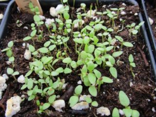 Salpiglossis: växer från frön, foto, video