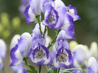 Aconite klobuchkovy: ภาพถ่ายและคำอธิบายพันธุ์